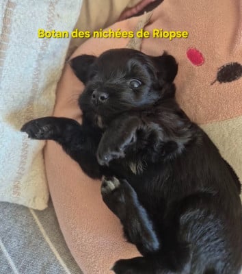 Les chiots de Bichon Havanais