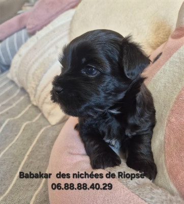 Les chiots de Bichon Havanais
