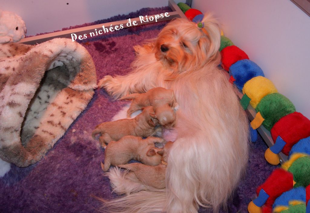 chiot Bichon Havanais Des Nichées De Riopse