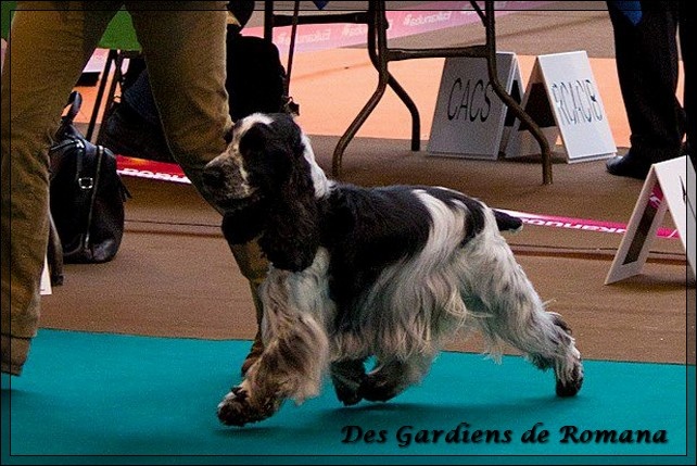 CH. Boston du charme aux loups - 2e excellent