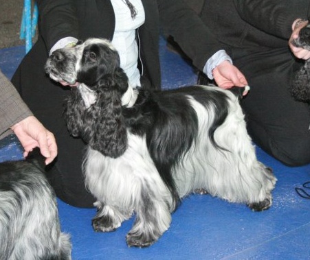 CH. Boston du charme aux loups - Excellent - NC