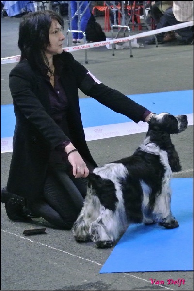 CH. Boston du charme aux loups - 4e Excellent