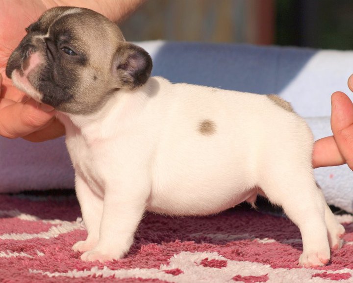 Publication : De Las Viudas Negras