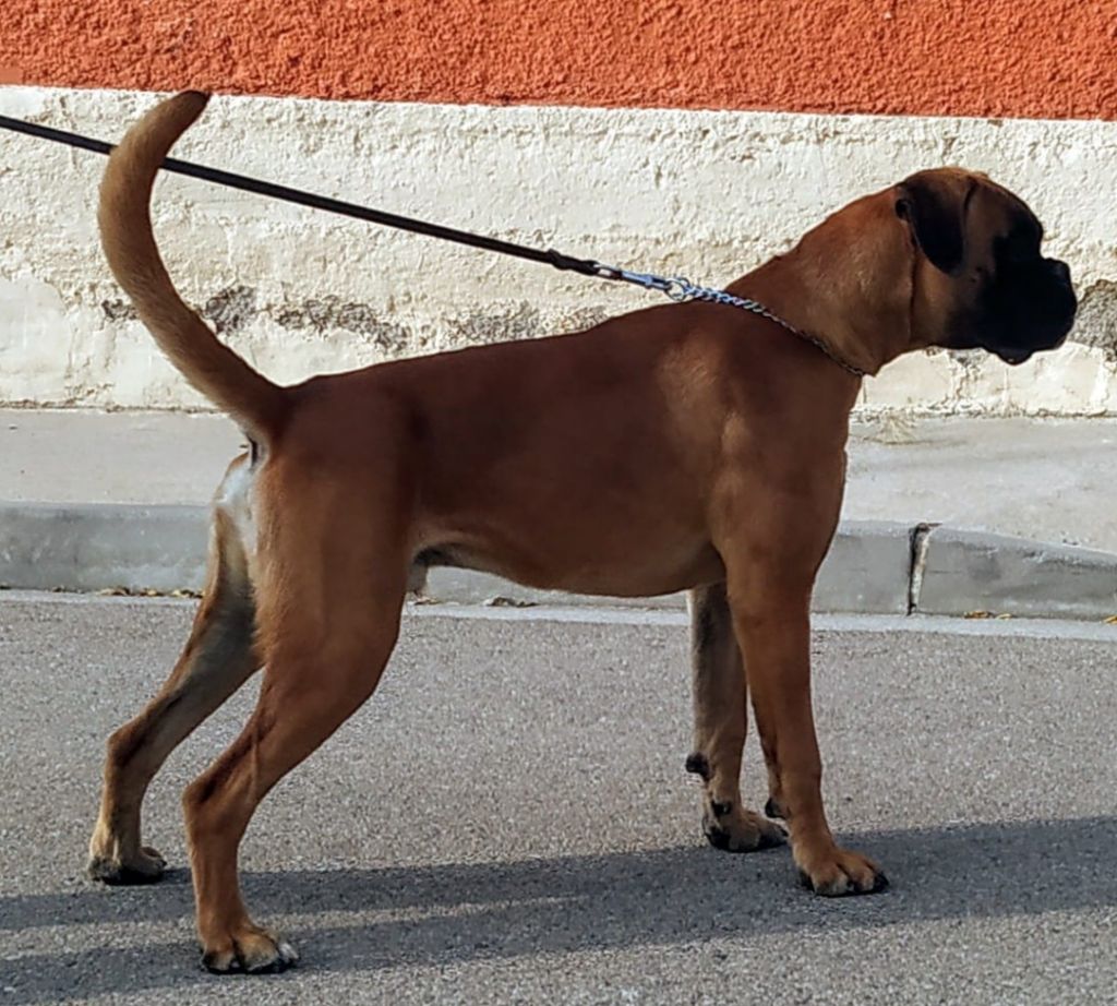 CH. Rino di casa bartolini
