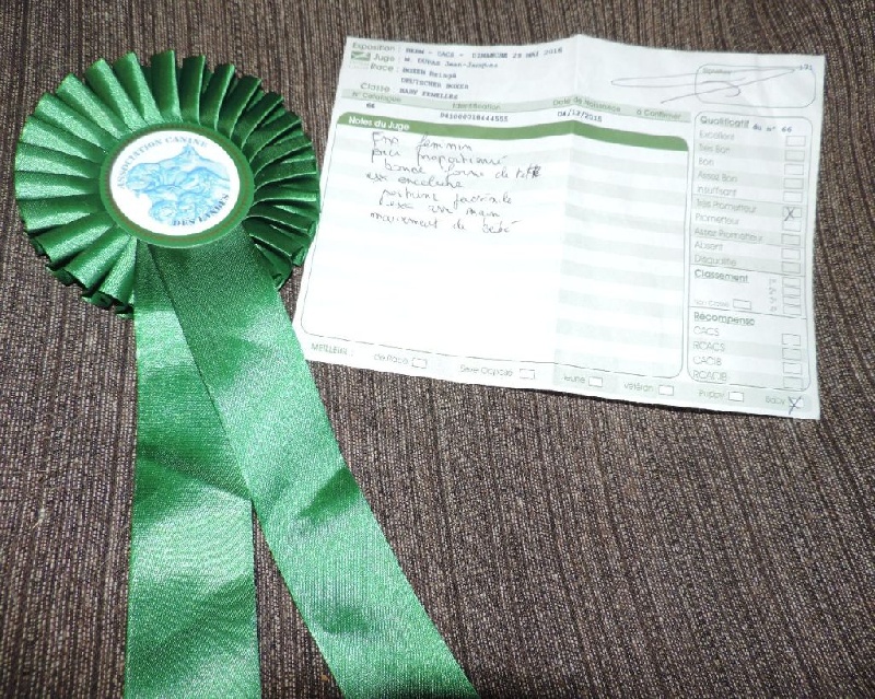 CH. Lolita i De Cans D'aragon - Meilleur Baby et Très prometteur