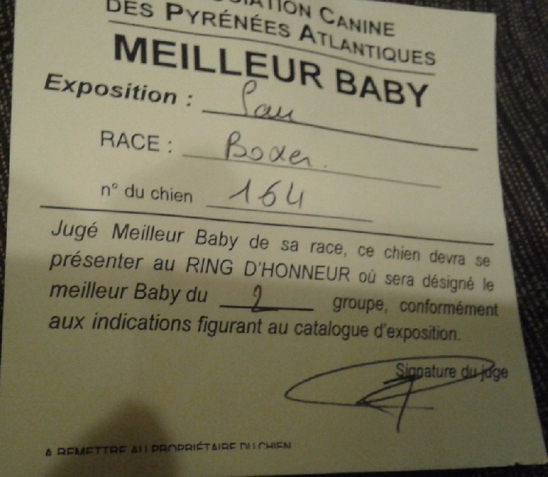 CH. Lolita i De Cans D'aragon - Très Prometteur, Meilleur Baby