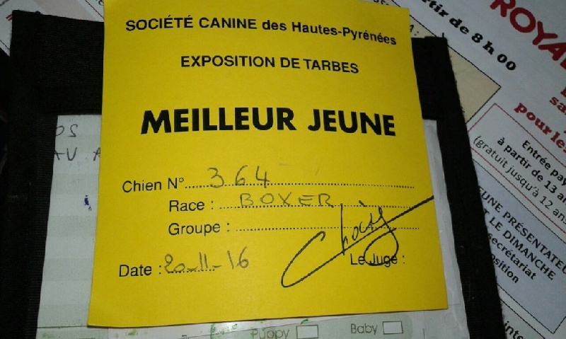 CH. Lolita i De Cans D'aragon - Meilleur Jeune de sa race