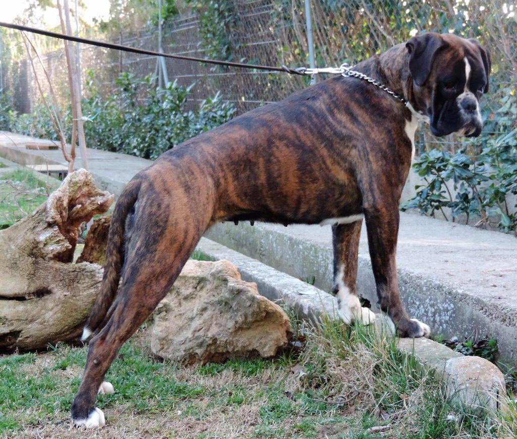 CH. Lolita i De Cans D'aragon - EXC 1 CAC et Meilleur Sexe opposé