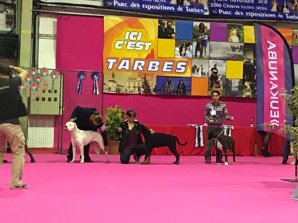 CH. Lolita i De Cans D'aragon - EXC 1 CAC et Meilleur de Race de sexe opposé