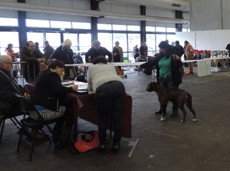 CH. Lolita i De Cans D'aragon - Exc 2 classe Jeunes femelles bringée