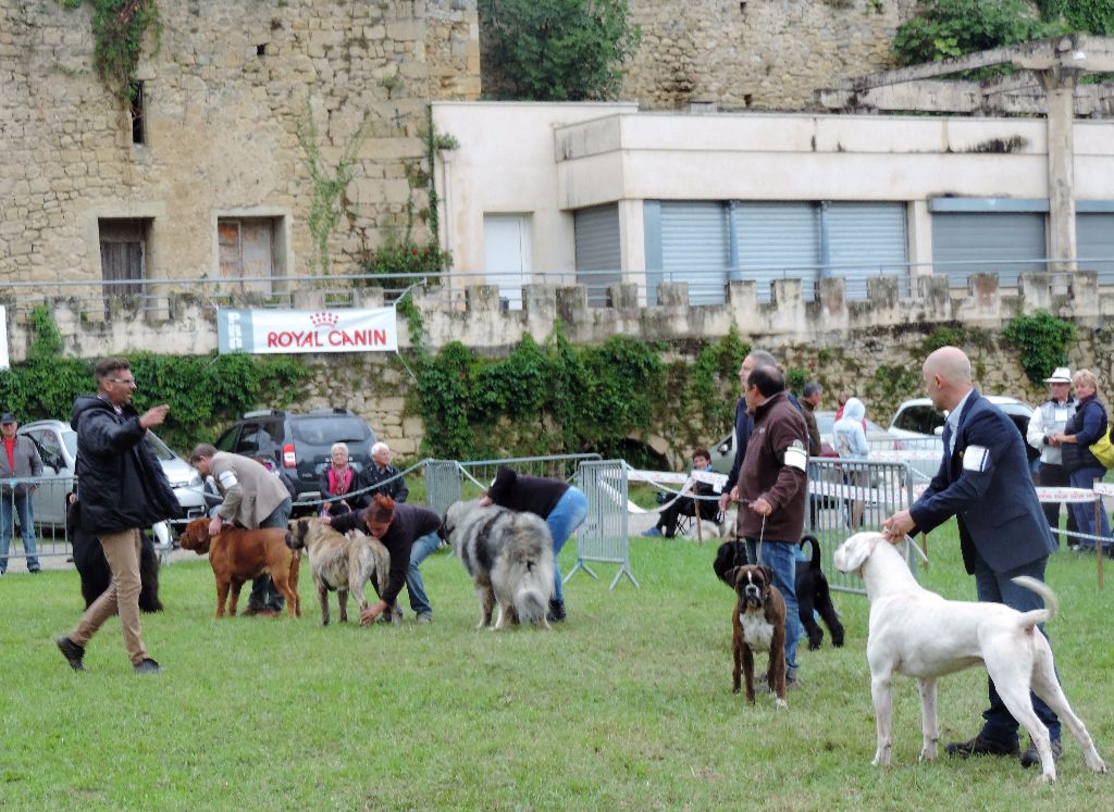 CH. Lolita i De Cans D'aragon - EXC 1 CAC et Meilleur de Race
