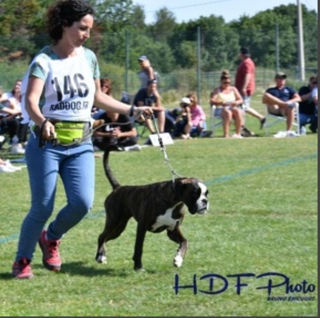 CH. Kira De Las Viudas Negras - Très prometeur 4º Clasifiqué Classe Puppy femelle brignée