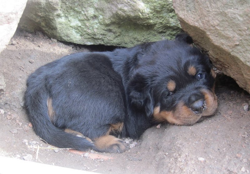 Indiam Vom Hause Cervo