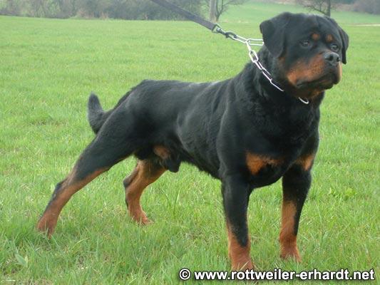 Publication : Vom schloss maraness