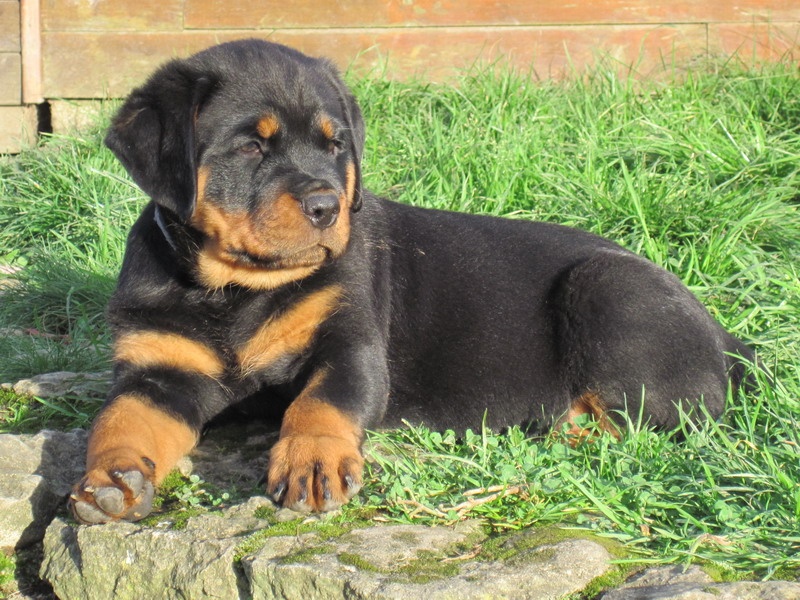 Indiam Vom Hause Cervo