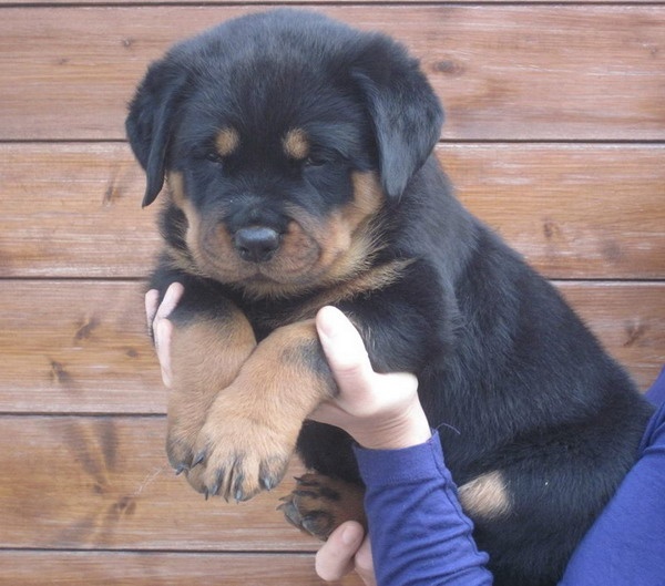 Indiam Vom Hause Cervo