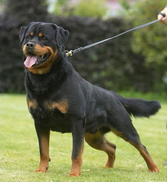 Publication : des Espoirs de Wallieux