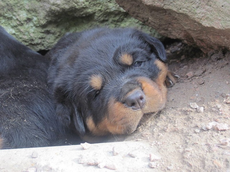 Indiam Vom Hause Cervo