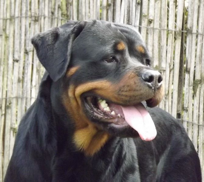 Indiam Vom Hause Cervo