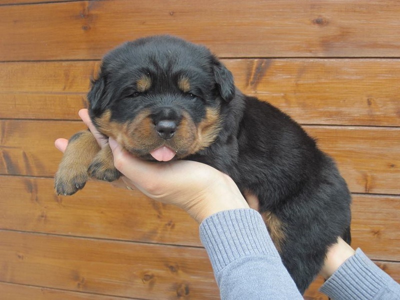 Indiam Vom Hause Cervo