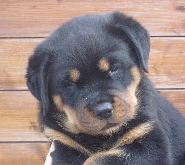 Indiam Vom Hause Cervo