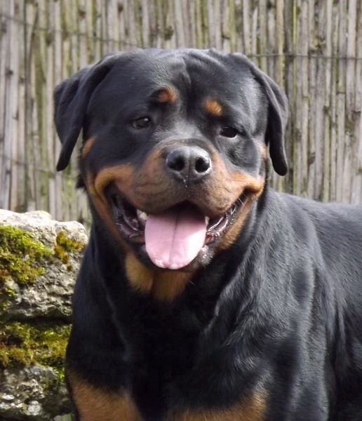 Indiam Vom Hause Cervo