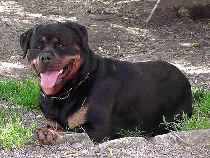 Indiam Vom Hause Cervo