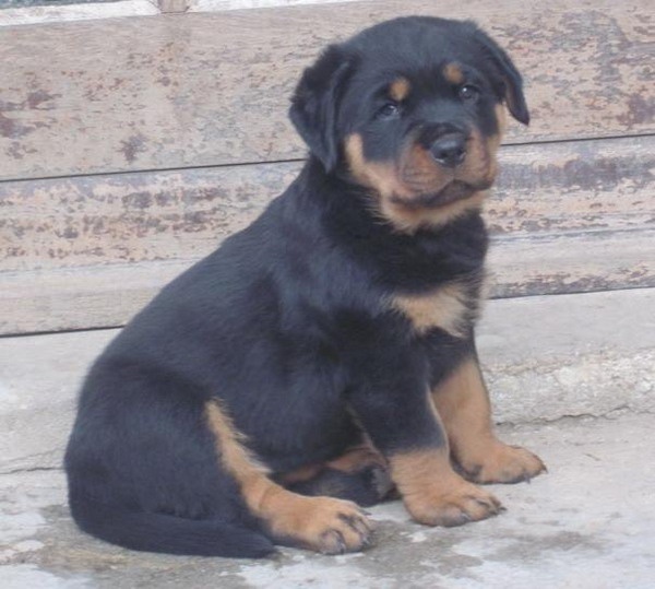 Indiam Vom Hause Cervo