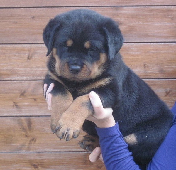 Indiam Vom Hause Cervo