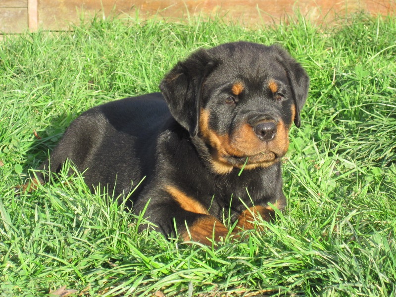 Indiam Vom Hause Cervo