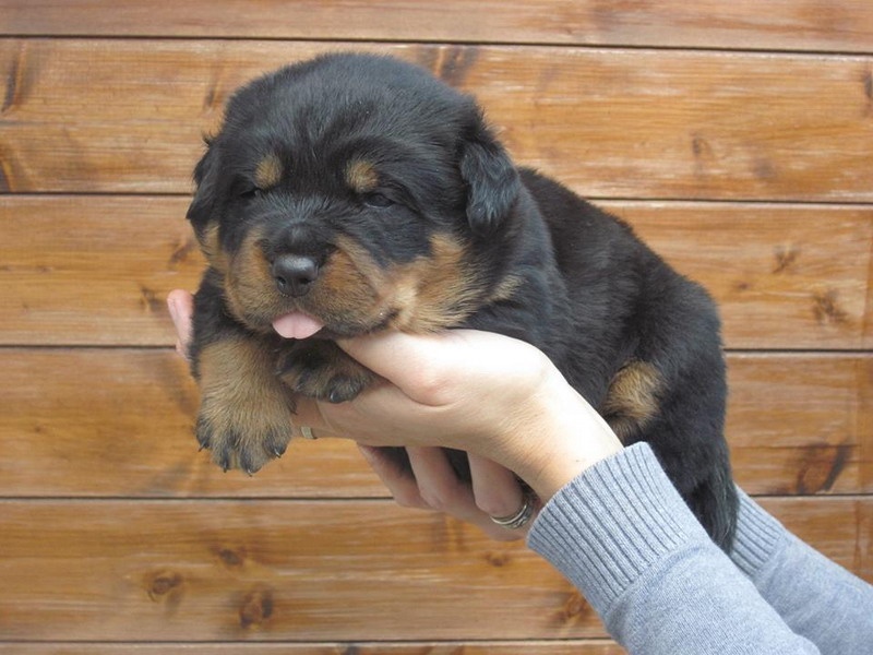 Indiam Vom Hause Cervo