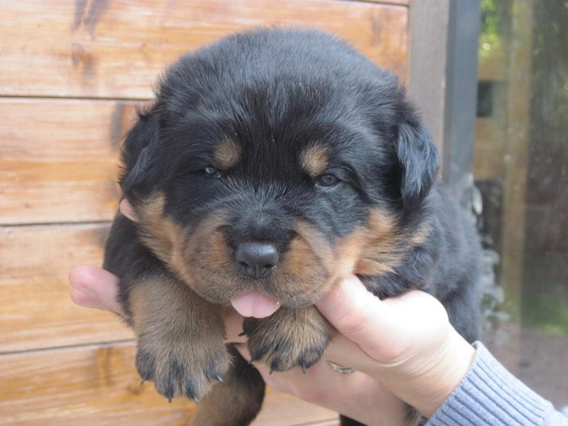 Indiam Vom Hause Cervo