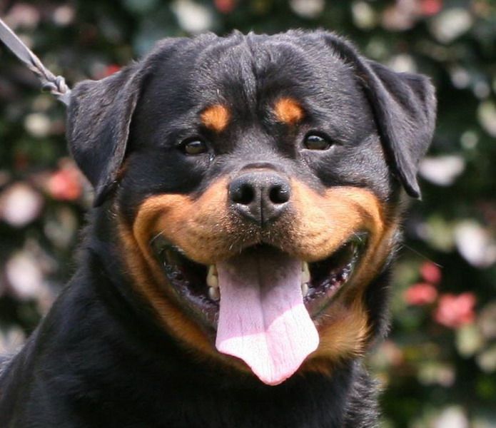 Publication : des Espoirs de Wallieux