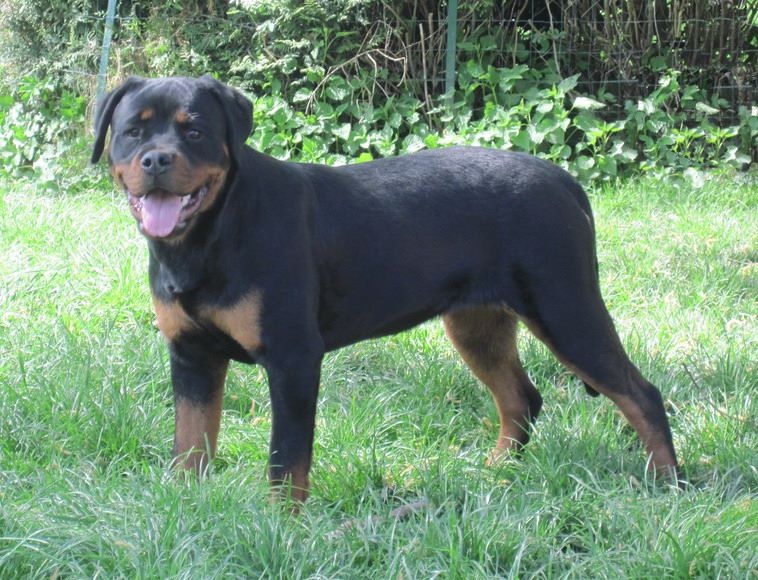 Indiam Vom Hause Cervo