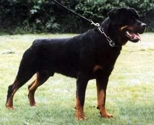 Publication : du pont de normandie