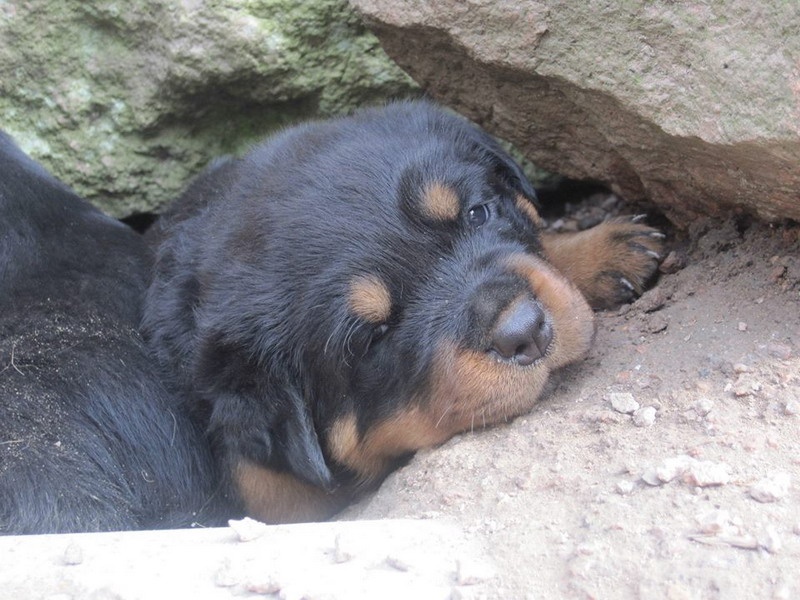 Indiam Vom Hause Cervo