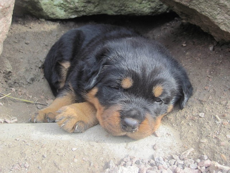 Indiam Vom Hause Cervo