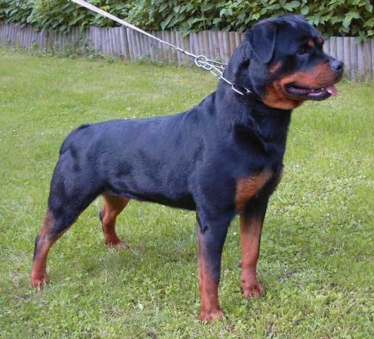 Publication : Vom Hause Matterhorn