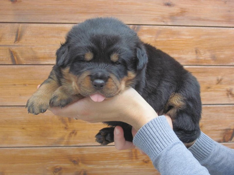 Indiam Vom Hause Cervo