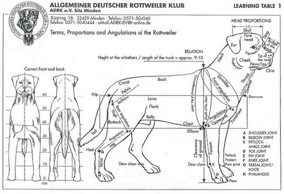 Standard Rottweiler