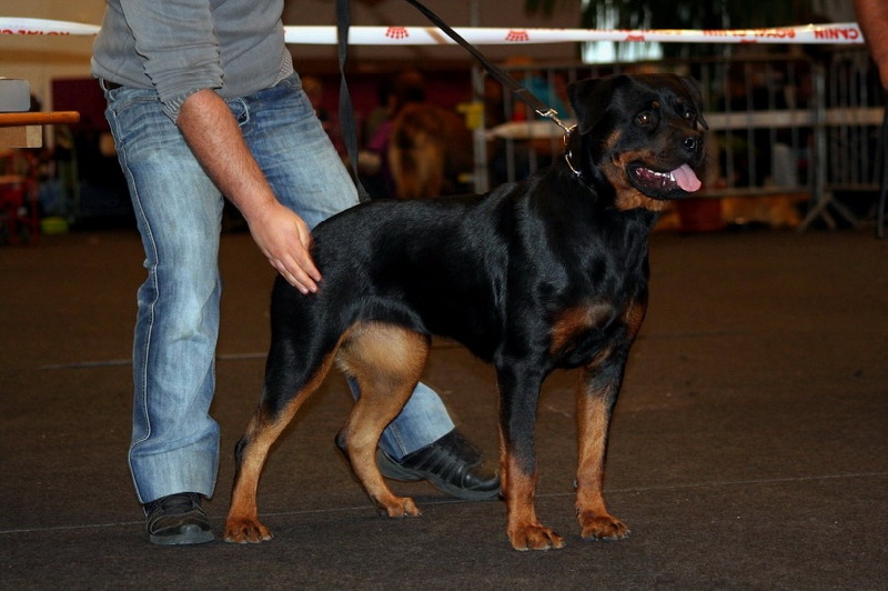 Boccia von der burg weibertreu - 2ème Excellent