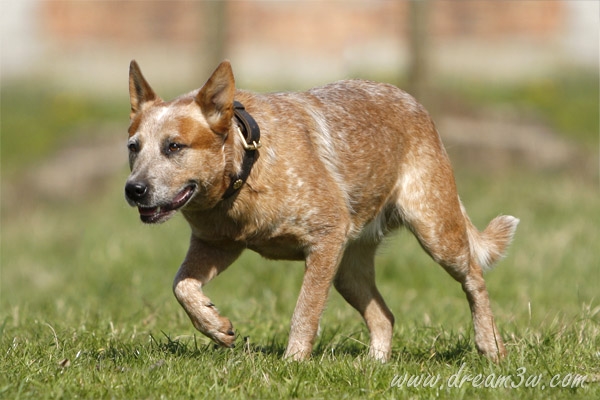 Publication : De La Horde Magique