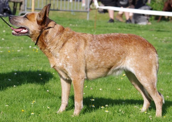 Publication : De La Horde Magique