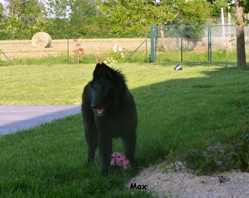 Publication : des Loups De Mousette Auteur : Max