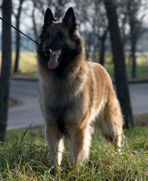 Publication : des Loups De Mousette Auteur : Max