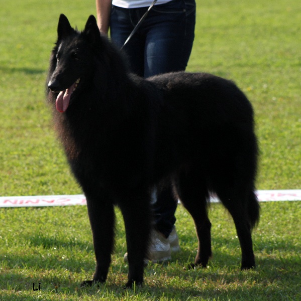 Publication : des Loups De Mousette Auteur : Max