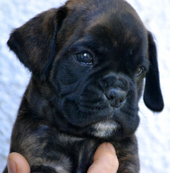 Chiot Elevage Du Domaine De Septimanie Eleveur De Chiens Boxer