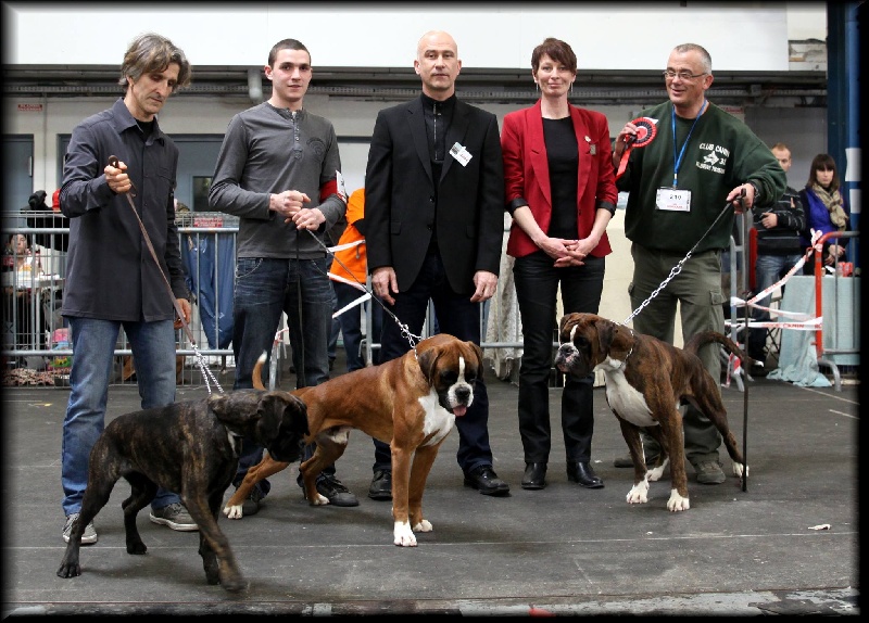 I love you du domaine de septimanie - 1ere Tres Prometteur Meilleur Puppy