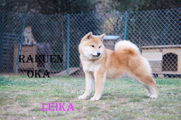 Leïka Rakuen Oka