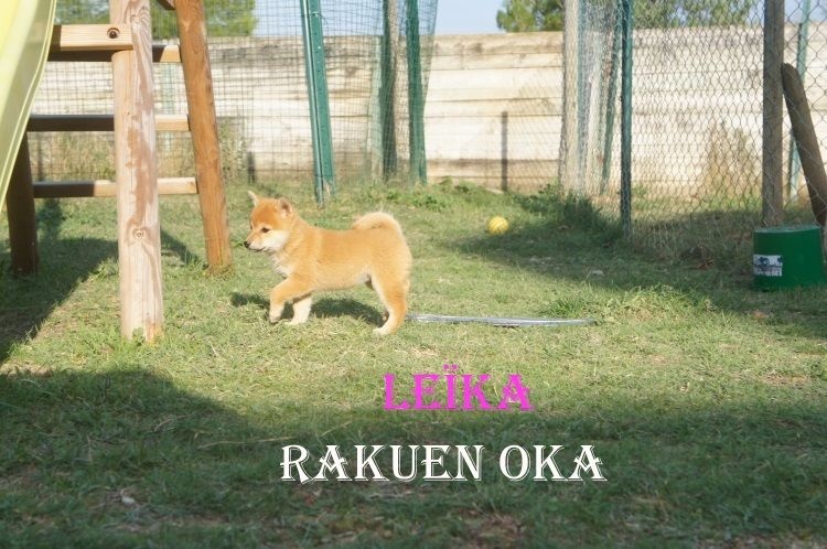 Leïka Rakuen Oka